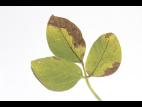 Soya - thiencarbazone-méthyle (2)_2