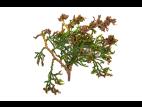 Thuyas_dicamba (4)_3