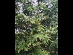 Mélèze laricin - dicamba (4)_2
