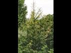 Mélèze laricin - dicamba (4)_5