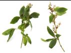 Bleuet en corymbe - dicamba (4)_3