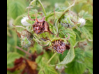 Cladosporiose framboise