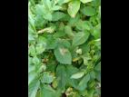 Pomme de terre - Mildiou (Phytophthora infestans)