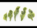 Piment - S-Métolachlore (15)_1
