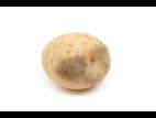 Pomme de terre - Verticilliose (Verticillium dahliae)