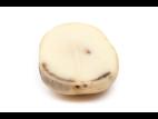 Pomme de terre - Verticilliose (Verticillium dahliae)