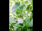 Mauve négligée (Malva neglecta)_9