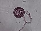 Pythium sp.