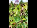 Famboise - brûlure bactérienne (Erwinia amylovora)