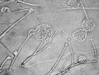 Acremonium-08_LQ