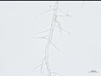 Acremonium_D55854-2_LQ