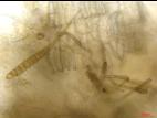Alternaria_brassicae-11_LQ