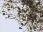 Alternaria_japonica_PDA_D34952-1_LQ