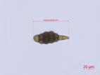 Alternaria_japonica_PDA_D34952-2_LQ