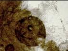 Ascochyta-01_LQ
