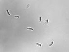 Ascochyta-36_LQ