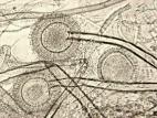 Aspergillus-32_LQ