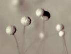 Aspergillus-36_LQ