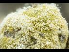 Aspergillus-52a_LQ