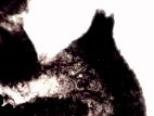 Bombardia-15_LQ