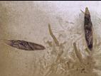 Botryosphaeria_02_LQ