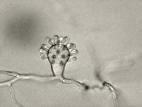 Cephaliophora_tropica-01_LQ