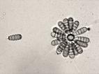 Cephaliophora_tropica-04_LQ