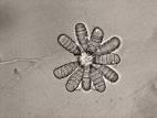 Cephaliophora_tropica-11_LQ