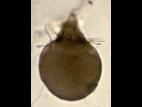 Chaetomella-08_LQ