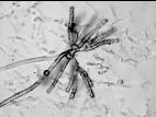 Chromelosporium-15_LQ