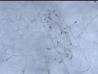 Colletotrichum_Appressoria_D50604-1