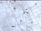Colletotrichum_Appressoria_D50604-2_LQ