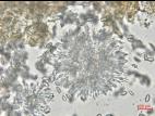 Coniella_diplodiella_D33070-1_LQ