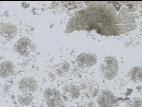 Coniella_diplodiella_D33070-2