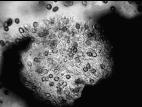 Coniothyrium-16_LQ