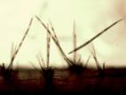 Corynespora-30_LQ