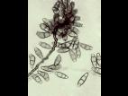 Curvularia-21_LQ