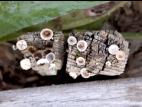 Cyathus-2_LQ