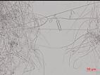 Cylindrocarpon_D44139_LQ
