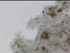 Cytospora_leucostoma_D44677-1_Conidiophores_LQ