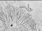 Didymella_applanata-01_LQ