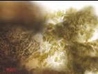 Diplodia_seriata_D45264-2_LQ