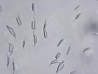 Discosia-03_LQ