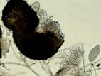 Erysiphe-02