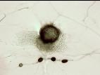 ascochyta_medicaginicola-01-ret