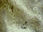 cytospora-09-ret