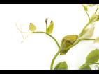 Pois - glyphosate (9)_10
