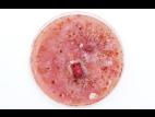 Fusarium_graminearum_2
