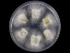 Fusarium_oxysporum_4
