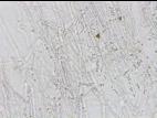 Geotrichum_sp_2